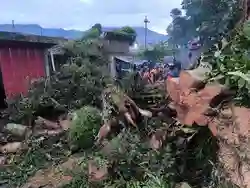 Ada Pohon Tumbang, Jalur Wisata Wonosobo-Dieng Tidak Dapat Dilalui